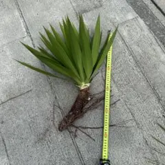 ユッカ グロリオサ 抜き苗 観葉植物 NO.4 - メルカリ