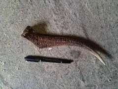 鹿の角