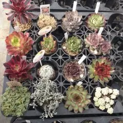 月曜発送 あかりさん専用