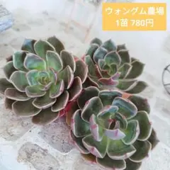 ウォングム農場◎チャラ(群生)◎多肉植物 カット苗 輸入苗 エケベリア等 ウォングム農場◎レッドロンギシマ◎多肉植物 カット苗 輸入苗
