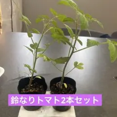 鈴なりトマト2本セット