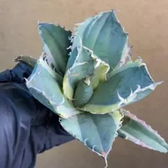 2026年最新】白鯨錦の人気アイテム - メルカリ