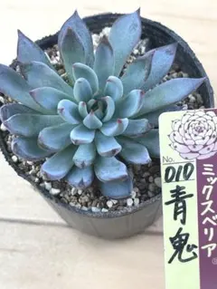 2025年最新】おらいさん苗 青鬼の人気アイテム - メルカリ