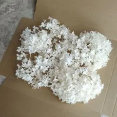 ドライフラワー インテリア