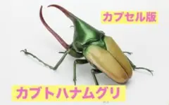 いきもの大図鑑　かぶとむし09 カブトハナムグリ単品　（カプセル版）