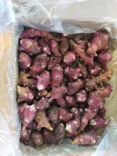satomion様商談③　紫菊芋 土付き 梱包材 込み24kg