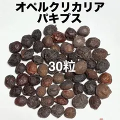 オペルクリカリア・パキプス 30粒種子 2026.03採取Cのサムネイル