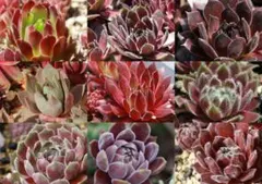 ④センペルビウム９種セット (多肉植物)