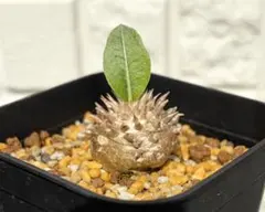 パキポディウム　恵比寿大黒　　実生株　塊根植物 コーデックス14