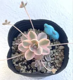 多肉植物 子持ち蓮華 錦 鏡花 抜き苗 - メルカリ