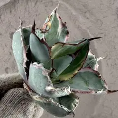 2026年最新】チタノタBBの人気アイテム - メルカリ