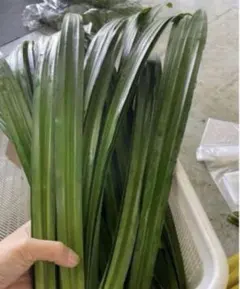 2026年最新】パンダンリーフの人気アイテム - メルカリ