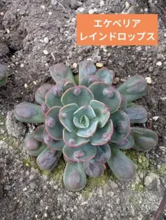 2026年最新】抜き苗の人気アイテム - メルカリ