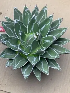 【アガベ　姫笹の雪ライムグリーン　良ペンキ】メルカリ便 アガベ 姫笹の雪ライムグリーン 良ペンキ】メルカリ便 2025年最新】児玉姫