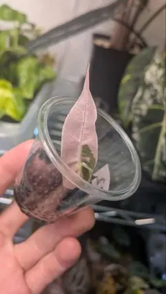 Alocasia Nobillis Pink
