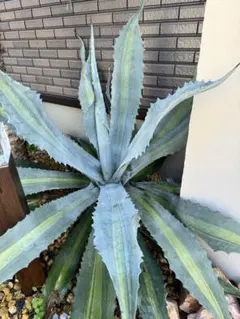 2026年最新】アガベ 子株 セットの人気アイテム - メルカリ