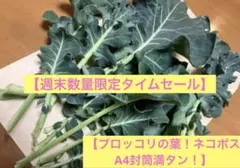 【数量限定タイムセール】採りたて❗️ブロッコリー葉‼️ネコポスA4封筒満タン〜♪