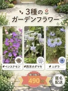 4種セット　ペンステモン、ニゲラ、西洋オダマキ（ブルー系）　ブラックレース　種のサムネイル