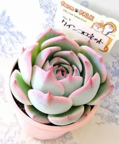 ꕤclara*様 リクエスト 4点 まとめ商品