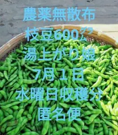 【農薬無散布】枝豆600 湯上がり娘 7月1日 水曜日　収穫分 匿名便ネコポスのサムネイル