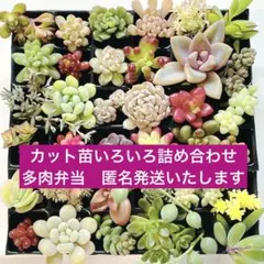 カット苗いろいろ詰め合わせ36種 多肉弁当　匿名発送いたします^ ^