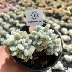 Top【選抜株】多肉植物　360494フロスティ綴化　49個　鉢無し/脱土 2026年最新】フロスティ 綴化の人気アイテム - メルカリ
