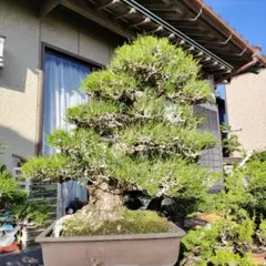 糸魚川真柏 模様木 貴風盆栽 - メルカリ