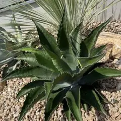 アガベ　ベルビル　ローガンカルホーン　ドワーフ　地植え アガベ・サルミアナ・フェロックス”ローガンカルホーン”～実生苗