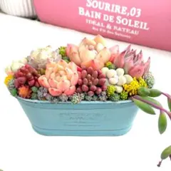 多肉植物寄せ植え✩.*˚そのまま飾れる✩.*˚
