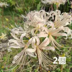 カイくん(片付け中)様 リクエスト 3点 まとめ商品