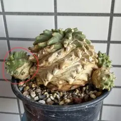 2026年最新】鉄甲丸 種の人気アイテム - メルカリ