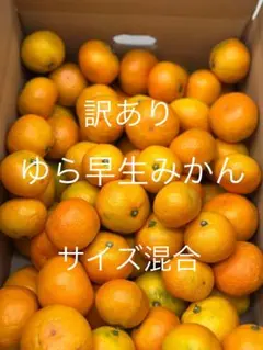 ①ゆら早生みかん 家庭用　サイズMIX 5キロ