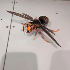 2026年最新】スズメバチの人気アイテム - メルカリ