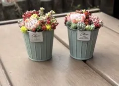 2026年最新】そのまま飾れる多肉植物の人気アイテム - メルカリ