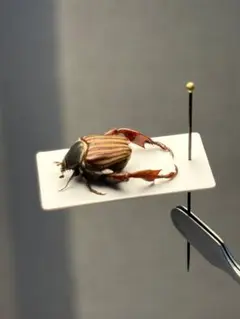 2026年最新】プラチナコガネ 標本の人気アイテム - メルカリ