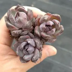 2026年最新】寄せ植え植物の人気アイテム - メルカリ