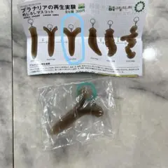 【a３】プラナリアの再生実験 めじるしマスコット