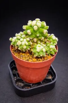 2026年最新】サボテン モンストの人気アイテム - メルカリ