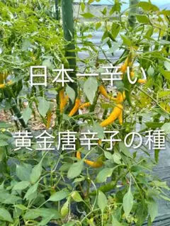 日本一辛い黄金唐辛子の種　50粒