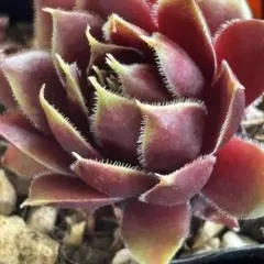 と*ね様 多肉植物　ハオルチア　五重の塔　レッド と*ね様 多肉植物 ハオルチア 五重の塔 レッド - メルカリ