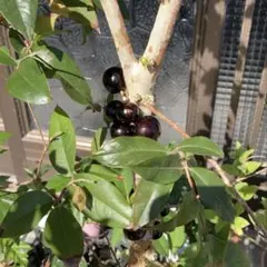 2026年最新】ジャボチカバ 苗の人気アイテム - メルカリ