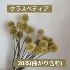 クラスペディア20本 ドライフラワー花材 ハンドメイド花材 ネコポス