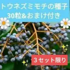 2026年最新】トウネズミモチの人気アイテム - メルカリ