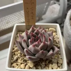 Paris様 リクエスト 4点 まとめ商品