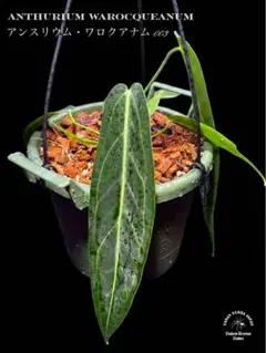 Anthurium Warocqueanum 003 新葉出ました！！のサムネイル
