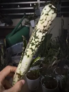 お試し様 リクエスト 3点 まとめ商品