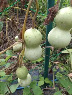中国野菜の種 長夕顔15粒 瓠瓜 夜開花 蒲瓜 瓢瓜 - メルカリ