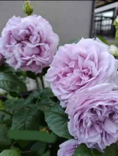 mamachan♡様 リクエスト 2点 まとめ商品