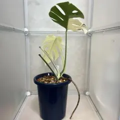 大株 ブルームーン 銀河旅人 デスメティアナ 縦20cm 横40cm アガベ