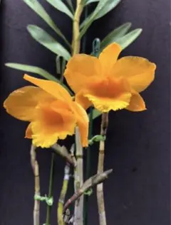 秀春様 リクエスト 3点 まとめ商品